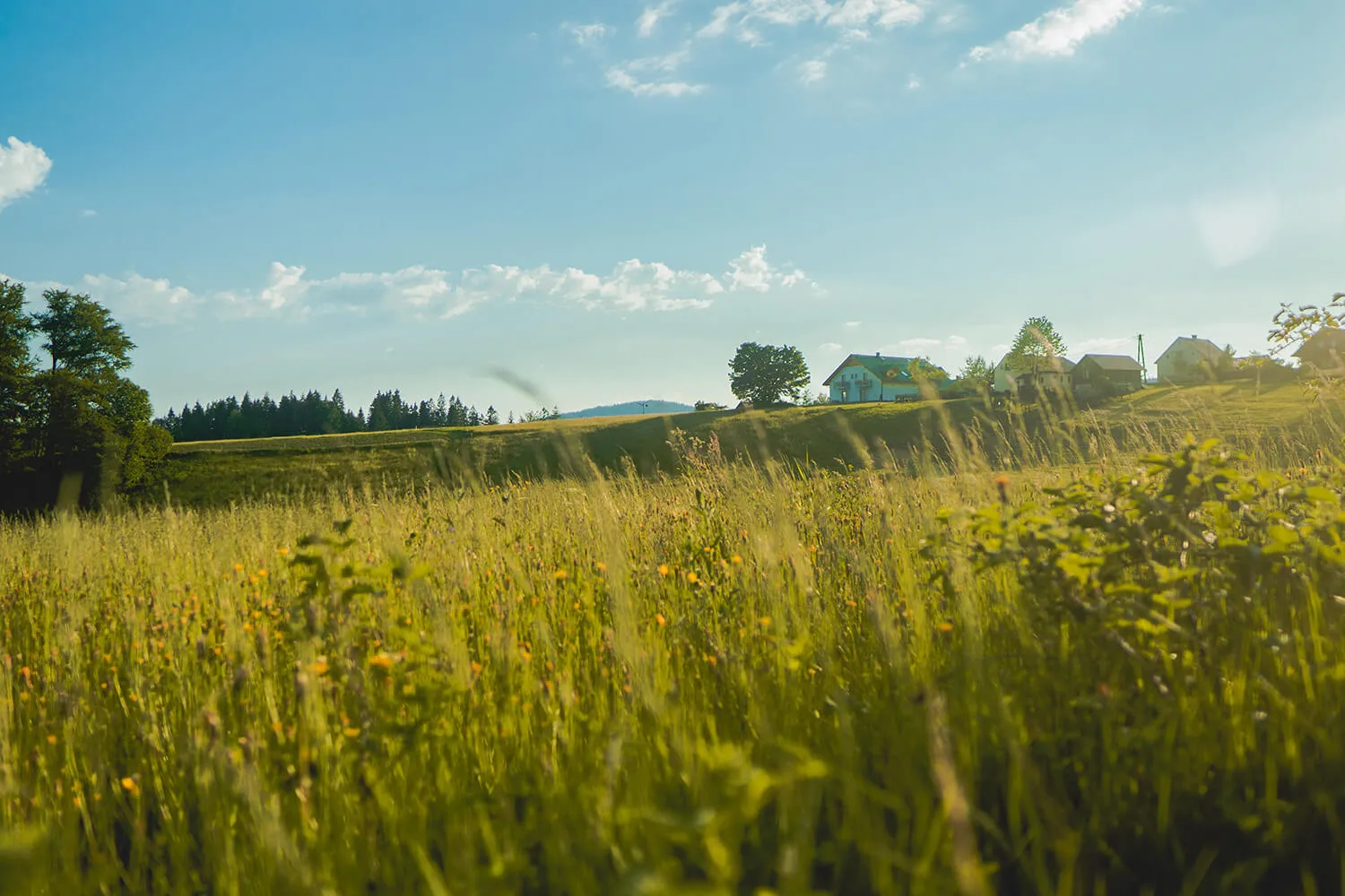 A sunlit mountain meadow with guesthouses on the horizon
